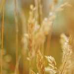 『根っこは何処へゆく  “ Future Is Primitive ” 』：尺八とスケボーという異文化から現代社会を斬る、ドキュメンタリー映画。監督は、切腹ピストルズ・野中克哉。